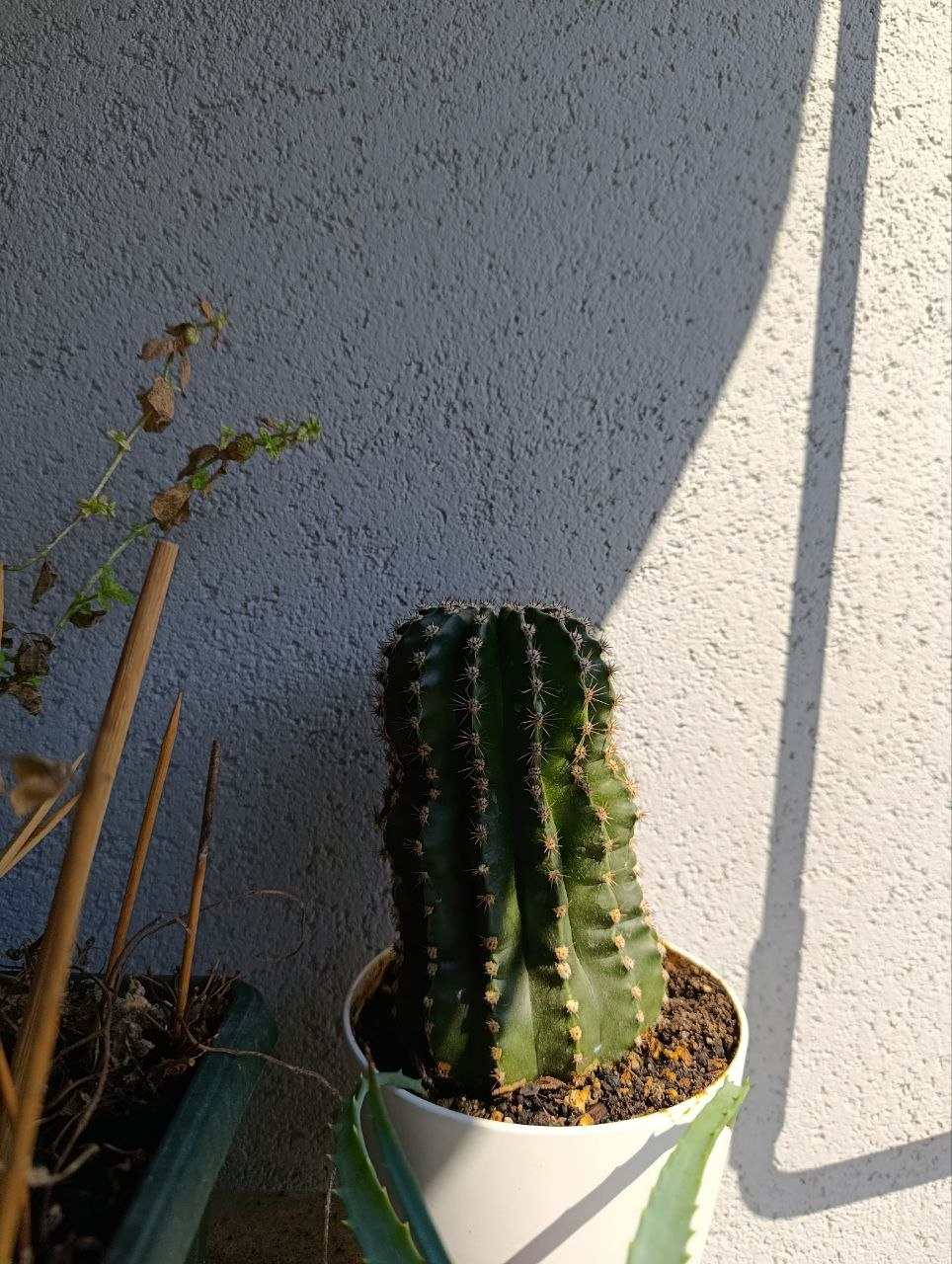 kaktus photo 2