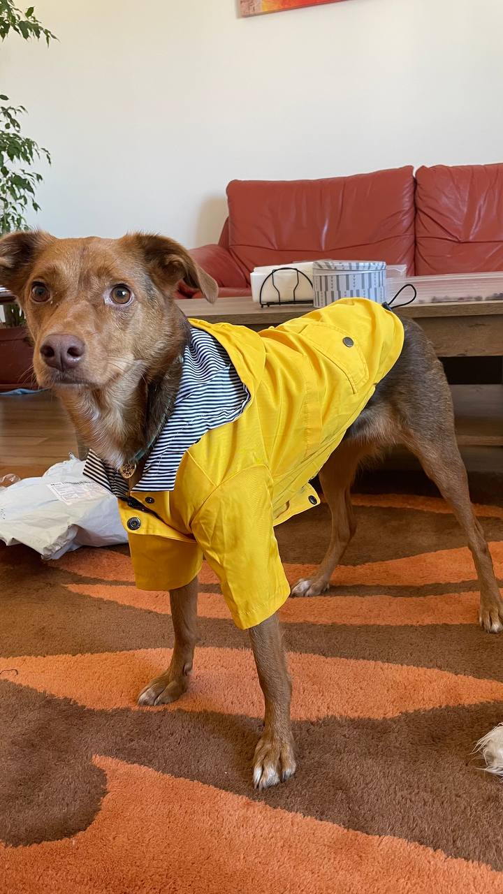Dog outfit