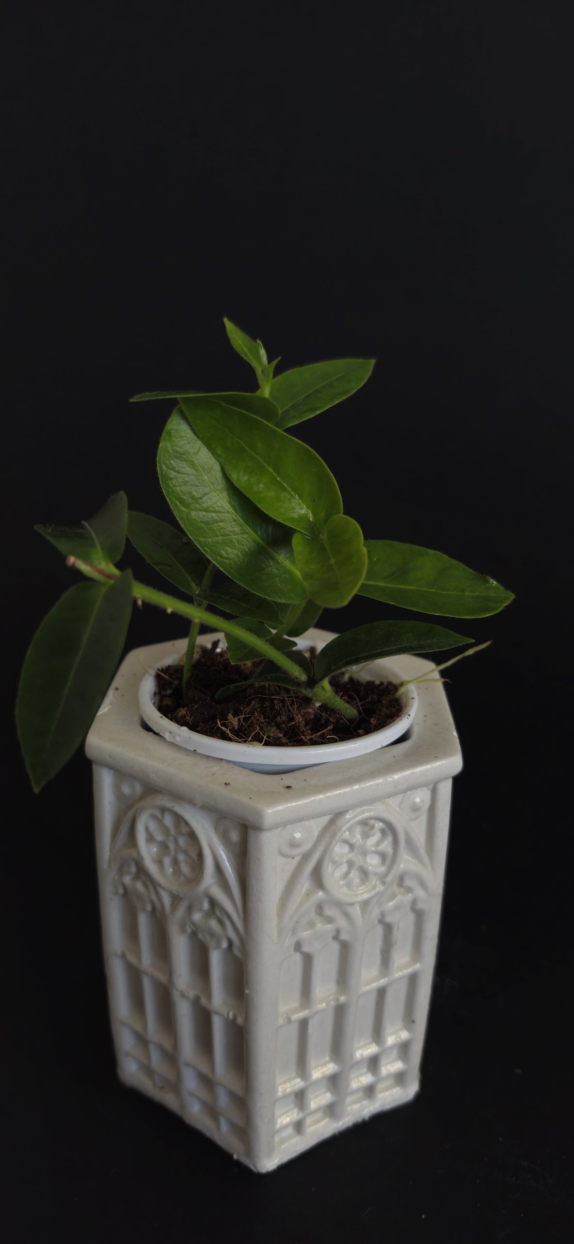 Monstera deliciosa photo 2