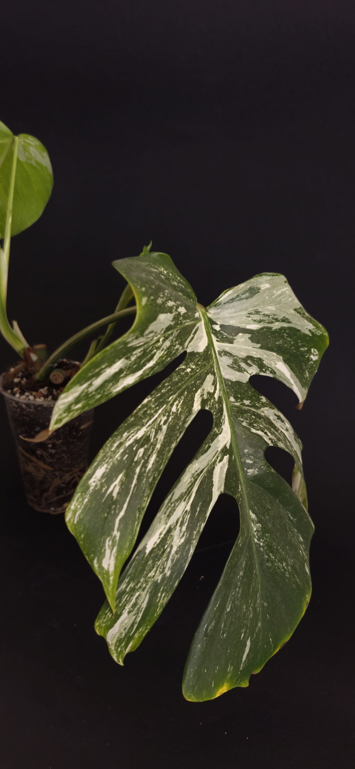 Monstera deliciosa