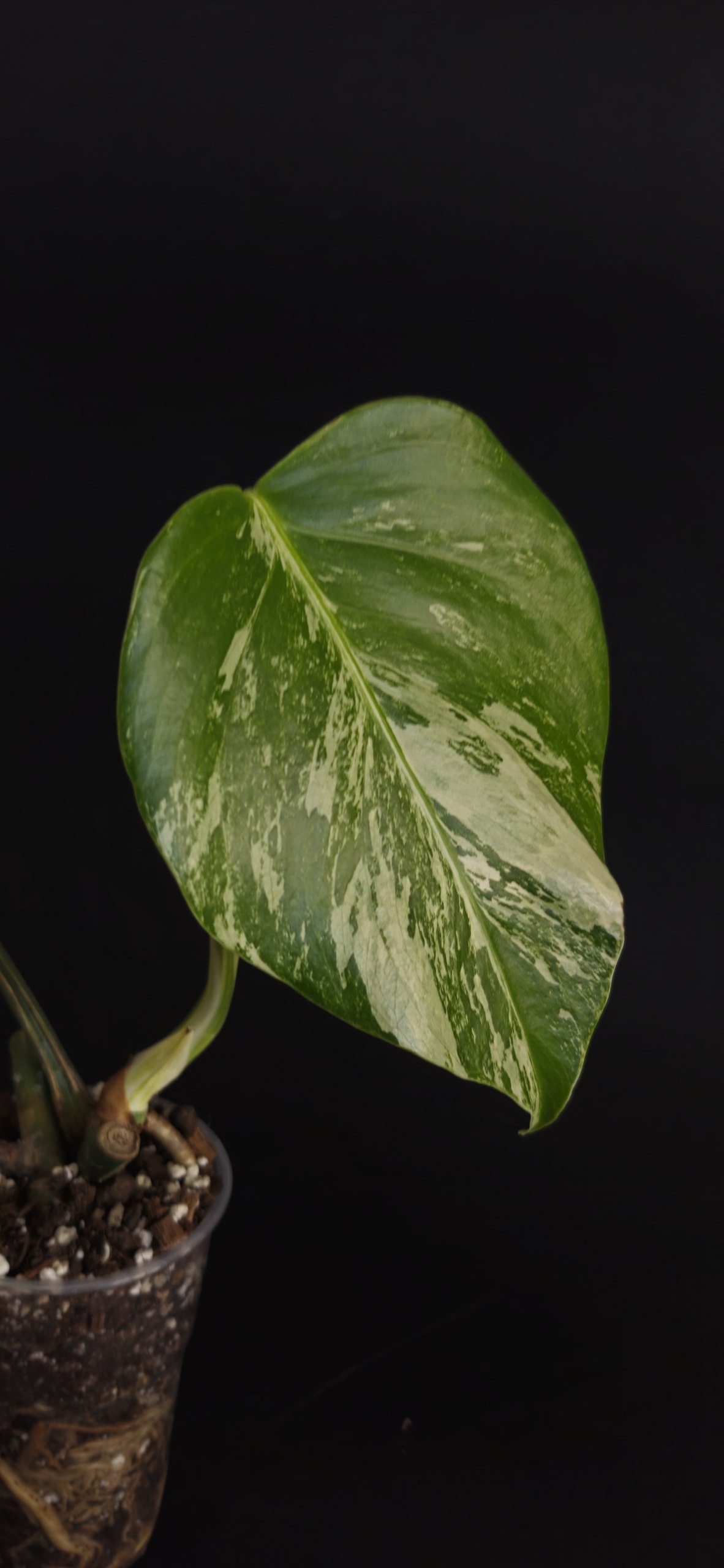 Monstera deliciosa photo 3