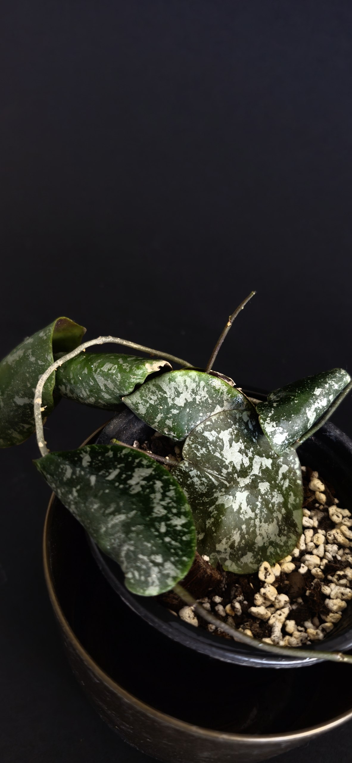 Monstera deliciosa photo 4