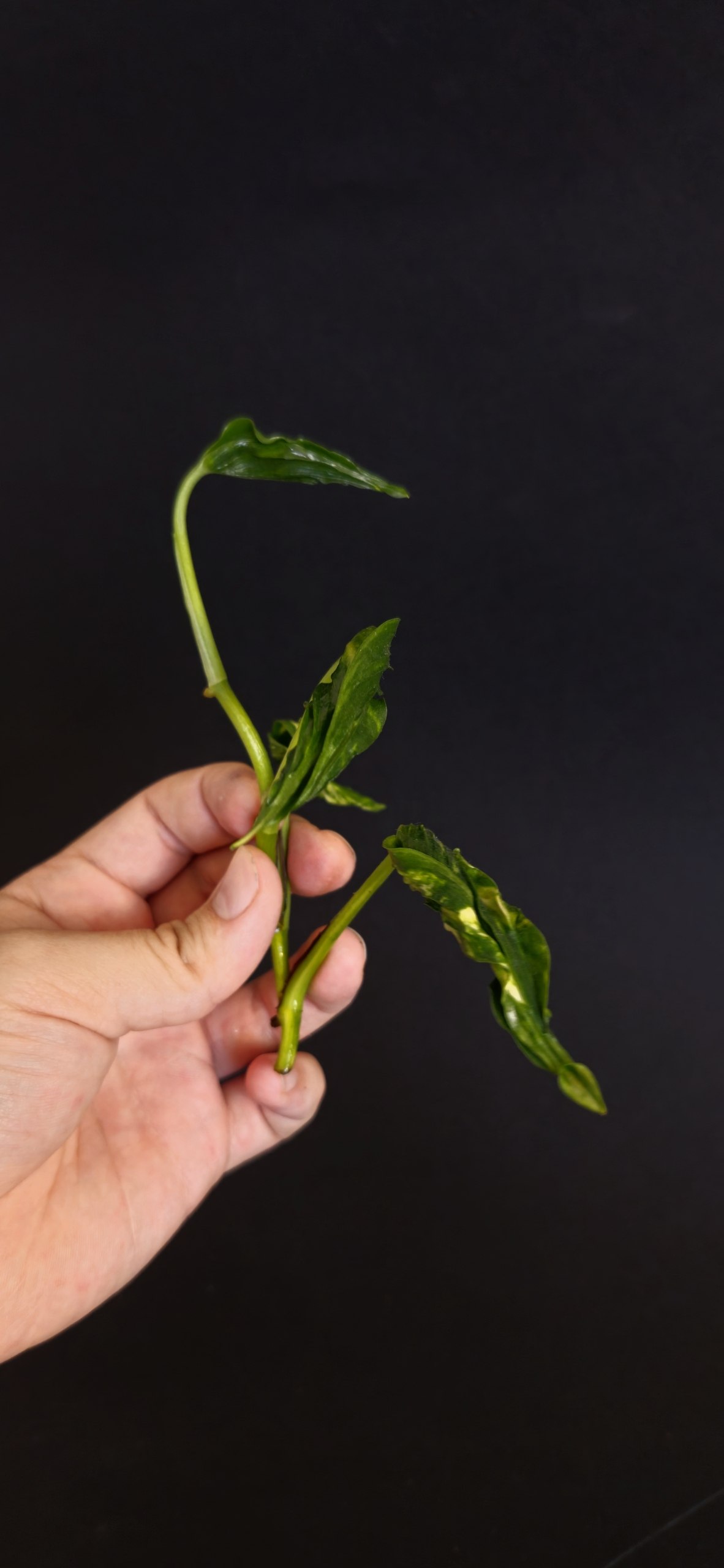 Monstera deliciosa photo 5