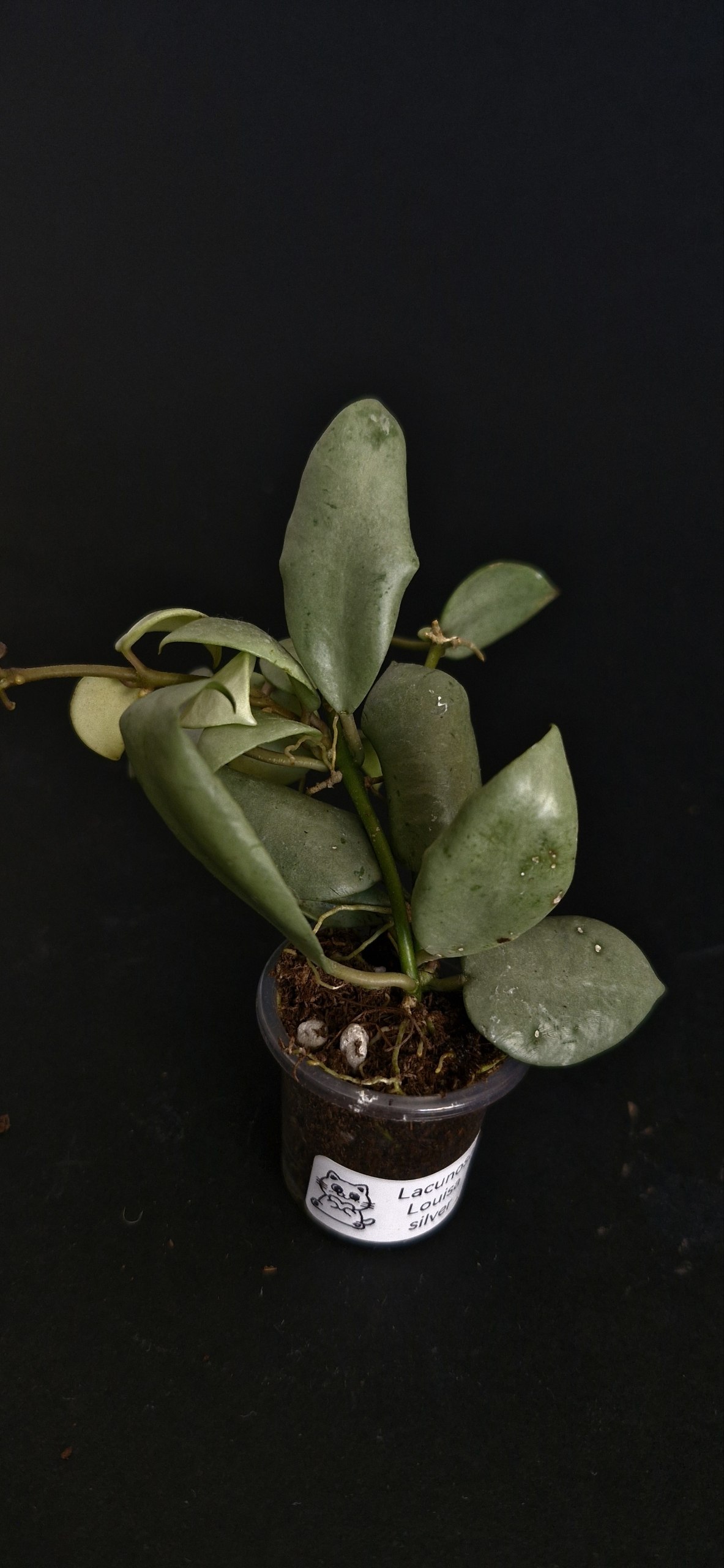 Monstera deliciosa photo 8