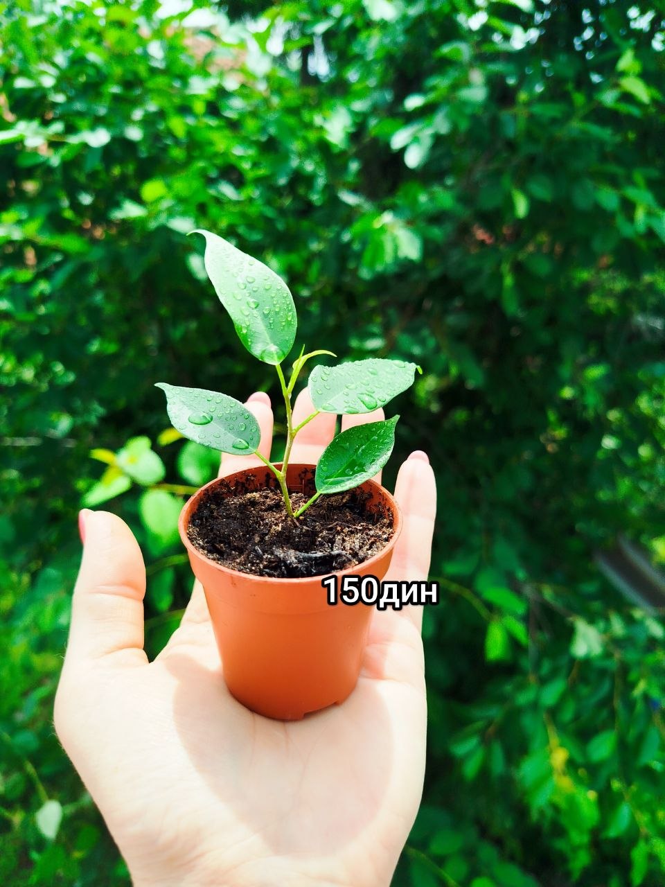 Benjamin Fig