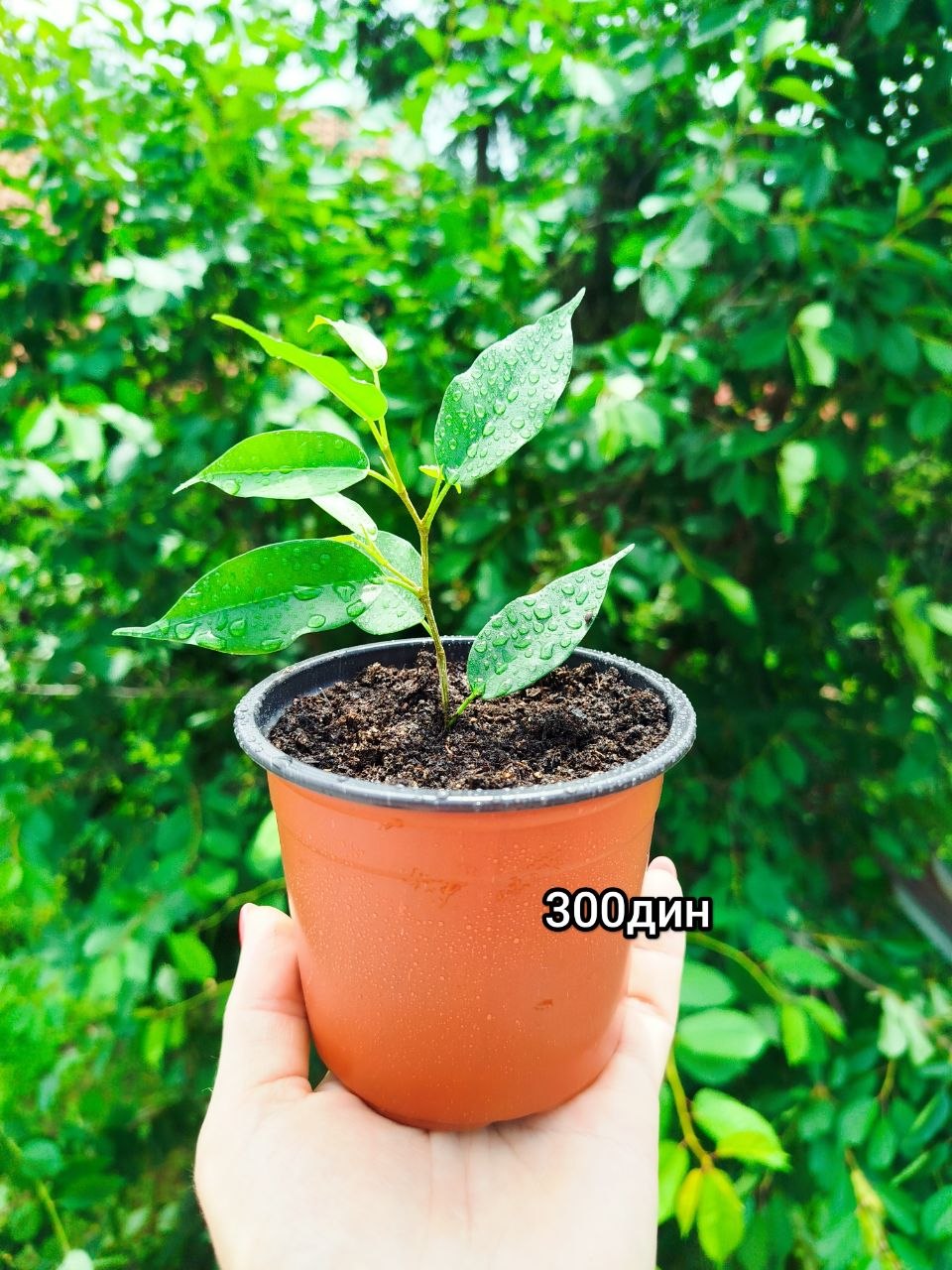 Benjamin Fig photo 2