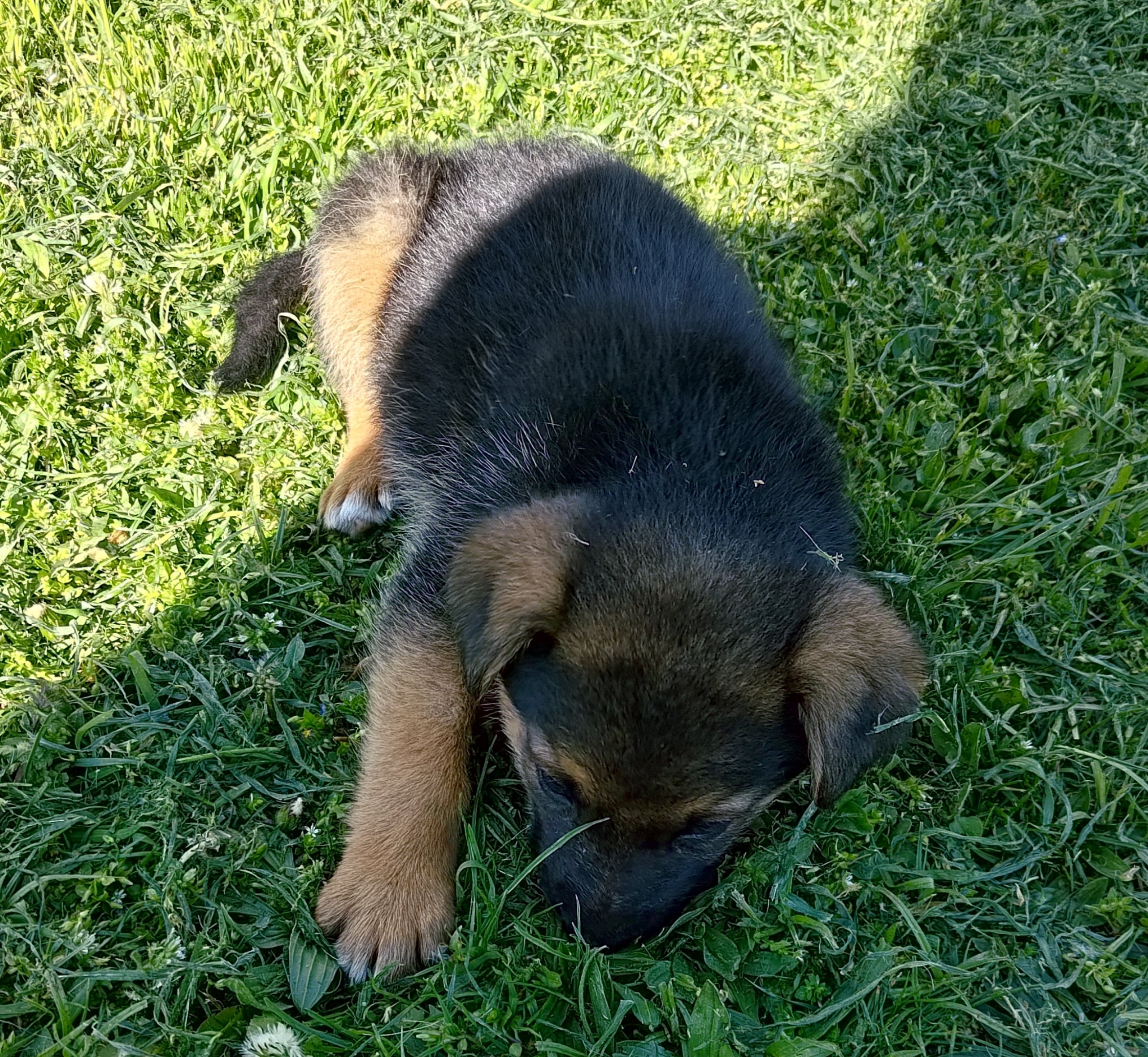 Mala Luna