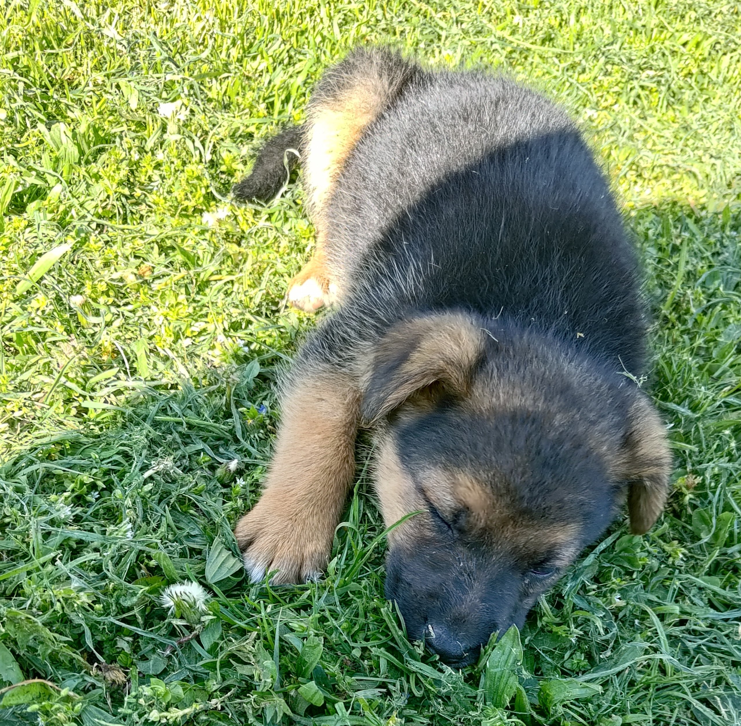 Mala Luna photo 2