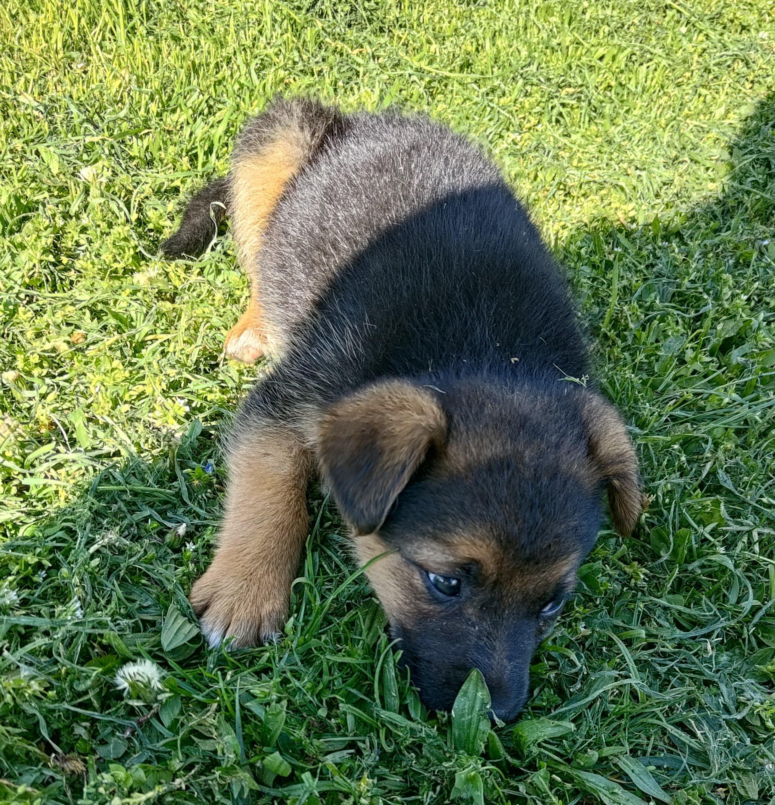 Mala Luna photo 3