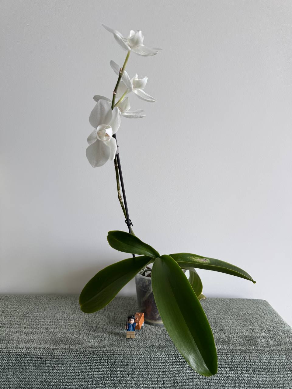 Phalaenopsis орхидеја