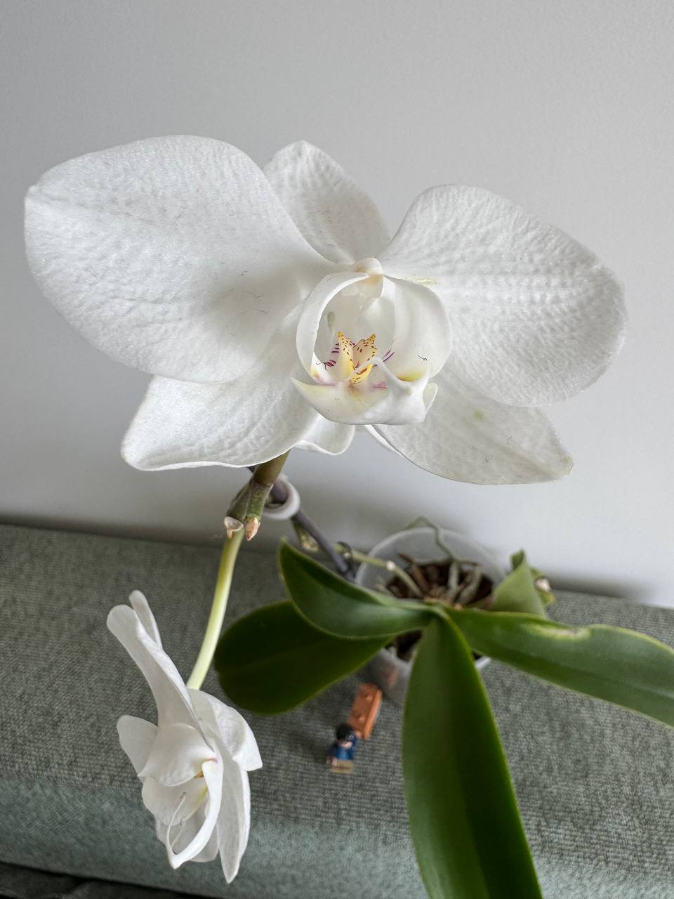Phalaenopsis орхидеја photo 2