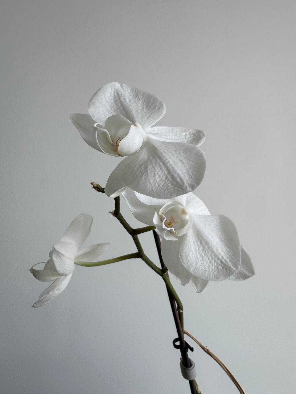 Phalaenopsis орхидеја photo 3