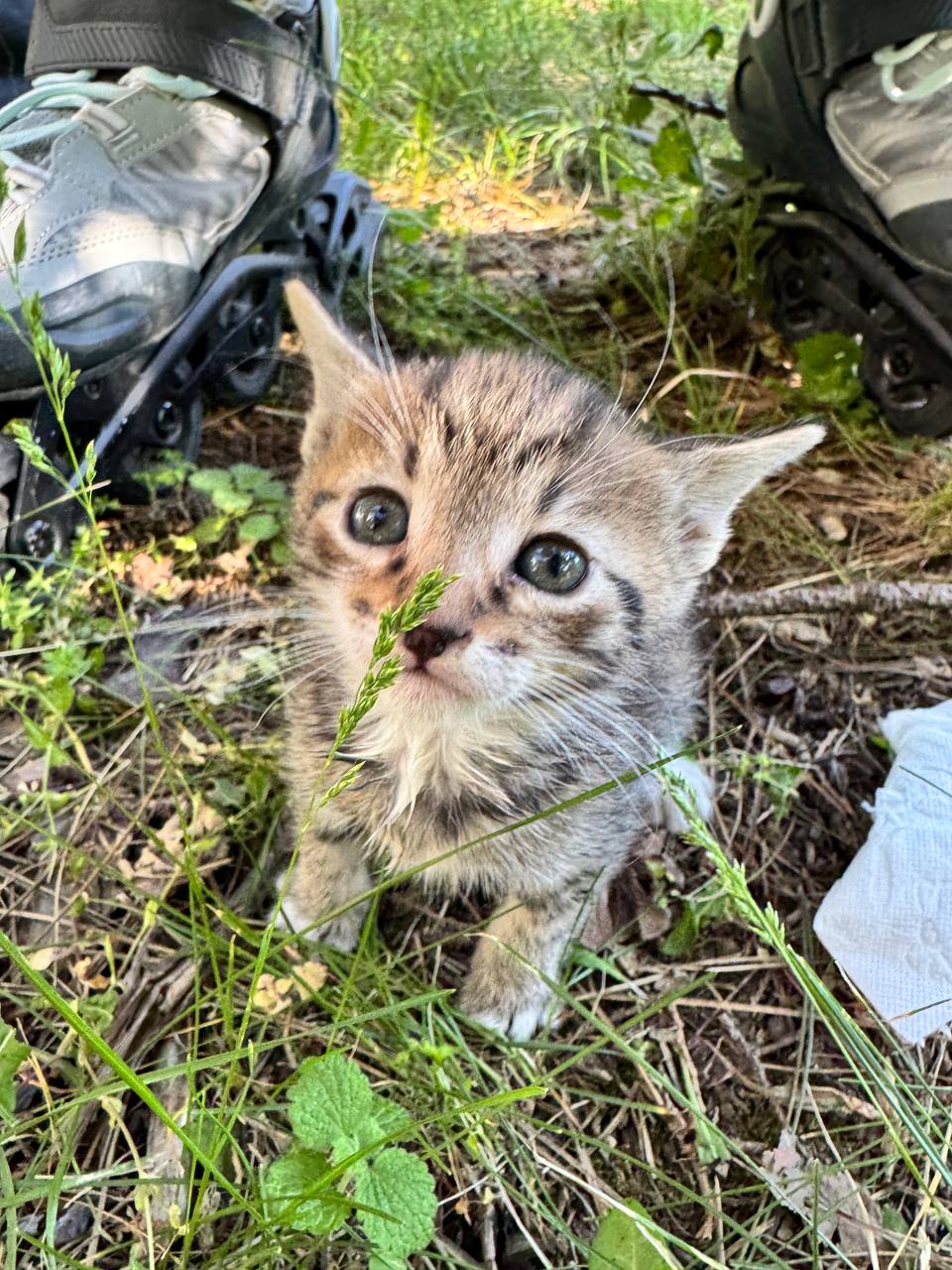 Kitten