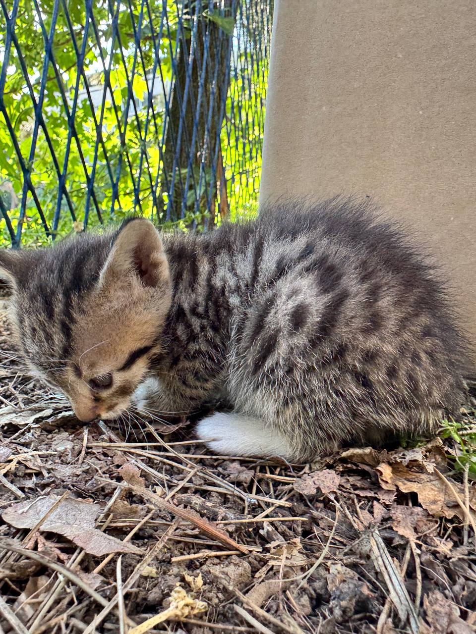 Kitten photo 2