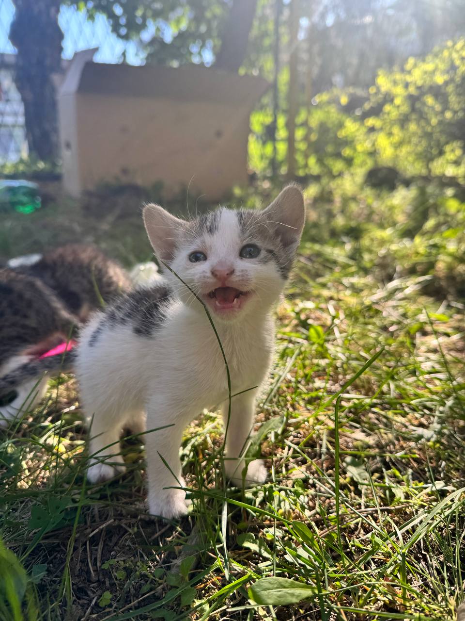 Kitten photo 3