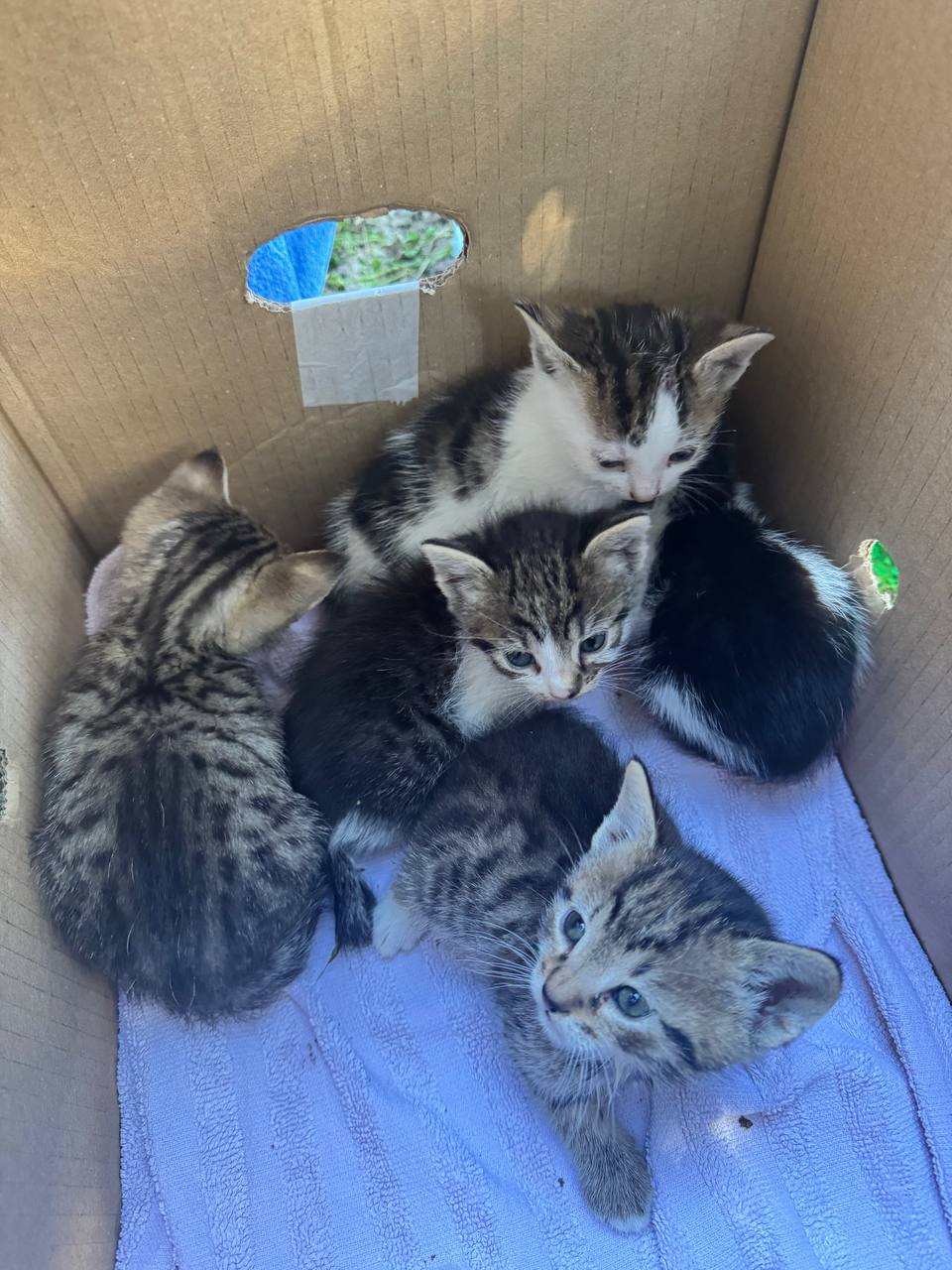 Kitten photo 4