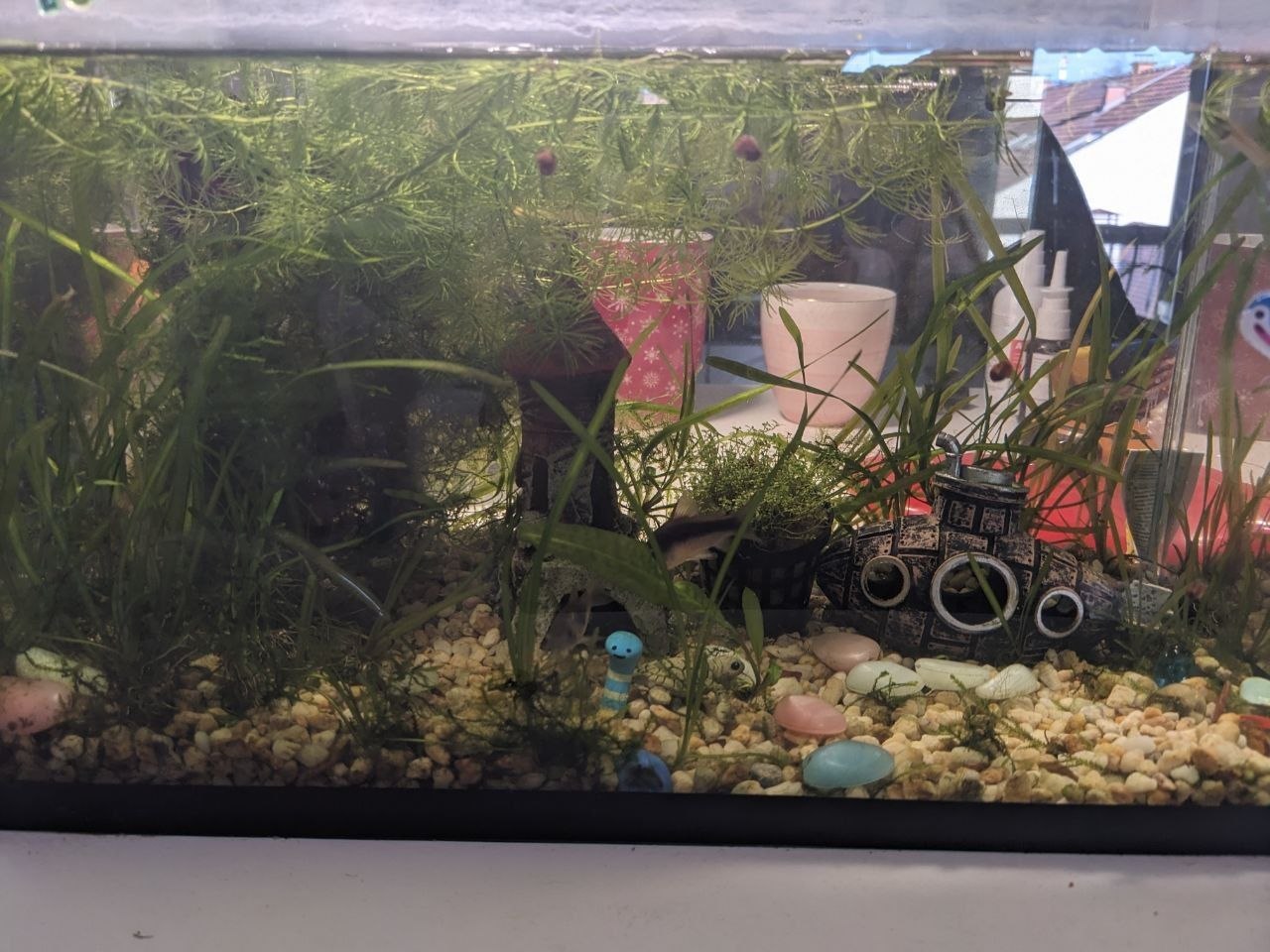 aquarium