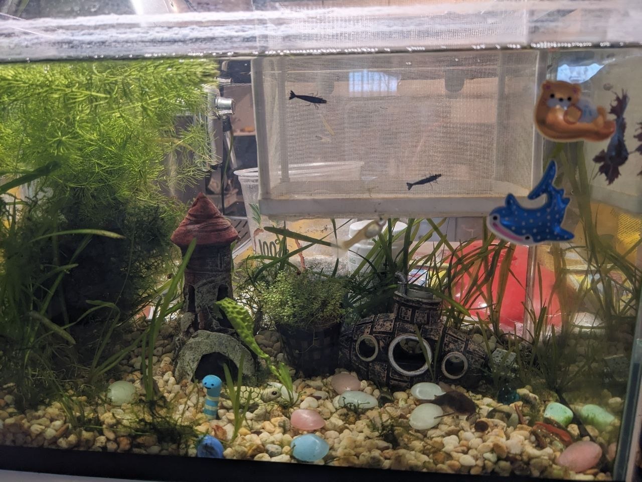 aquarium photo 2