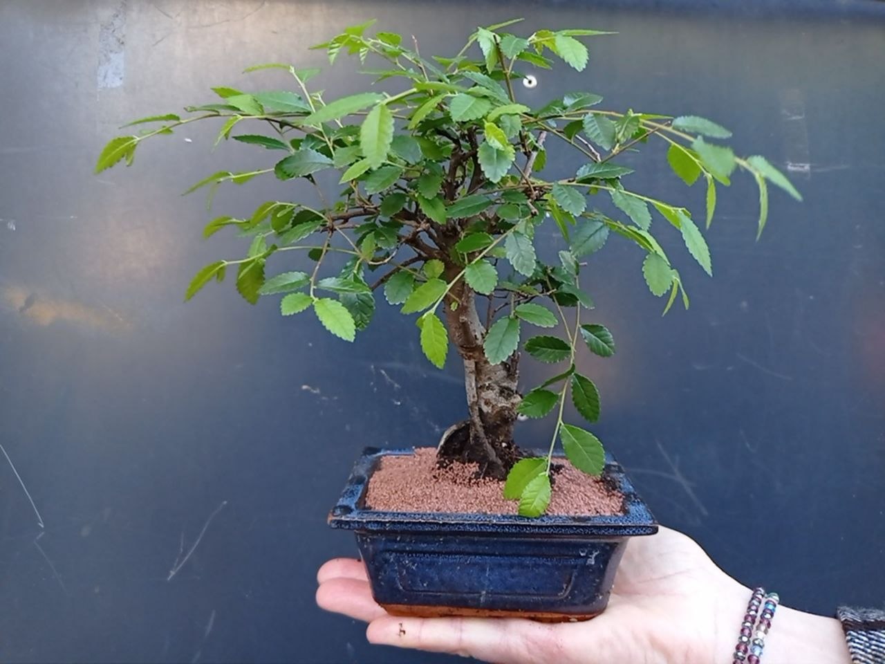 Finolista pletenica (Ulmus parvifolia)