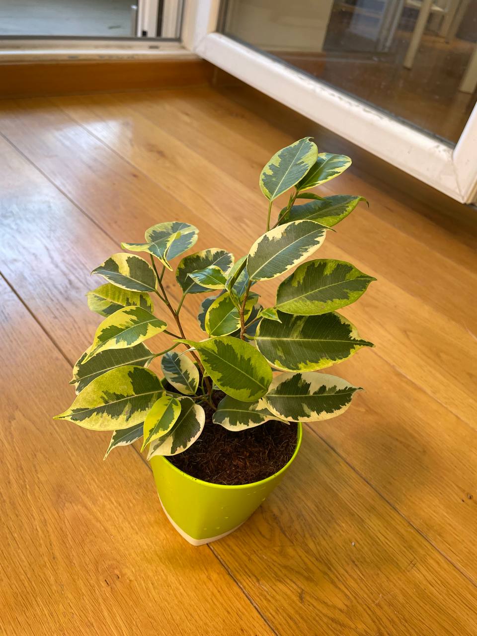 Ficus benjamina 'Golden King'