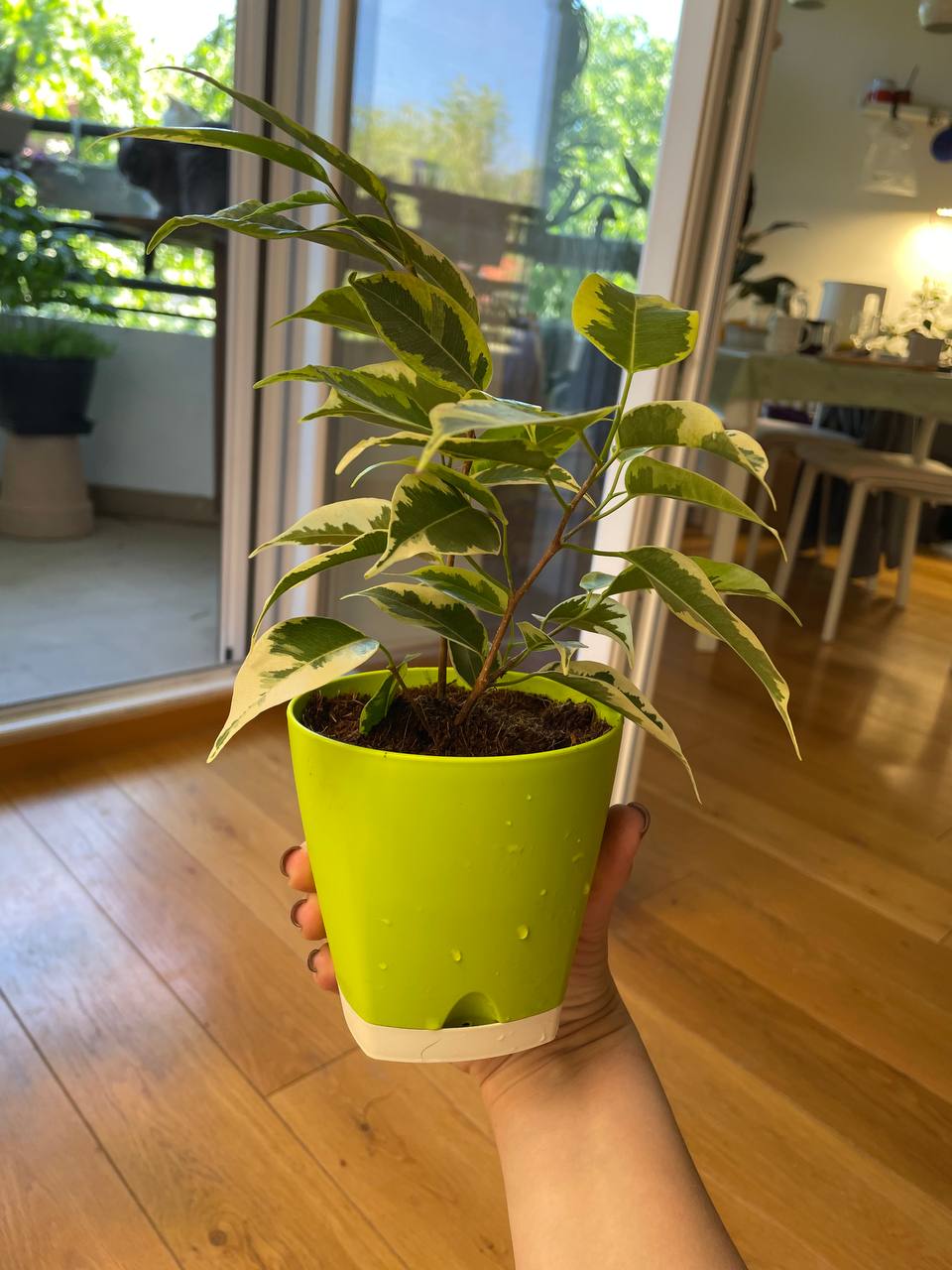 Ficus benjamina 'Golden King' photo 2