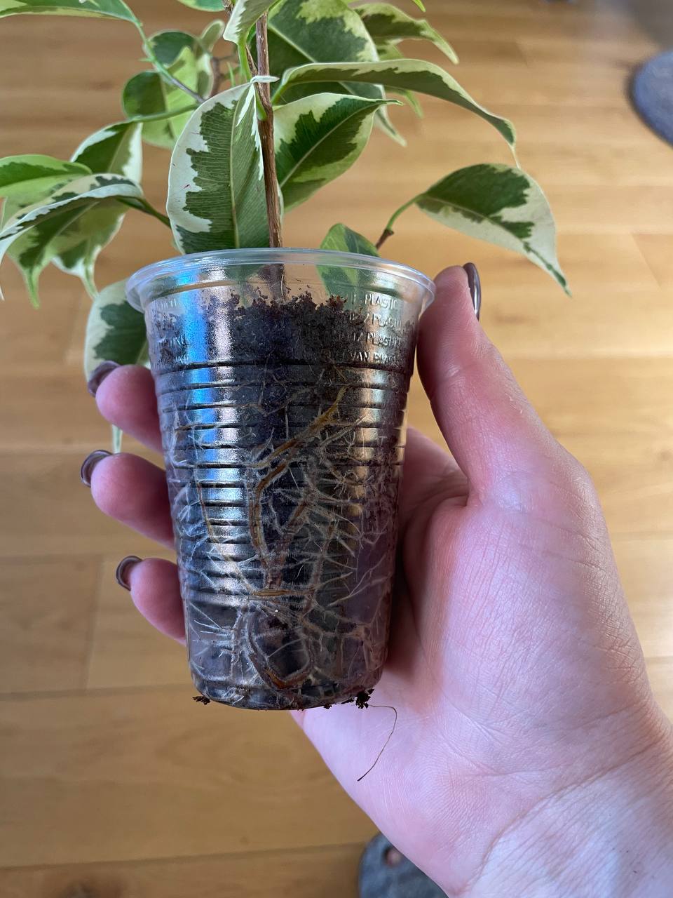Ficus benjamina 'Golden King' photo 3