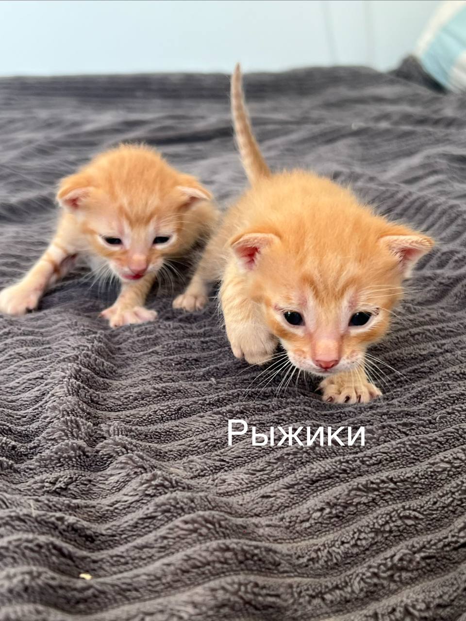 Kiš photo 4