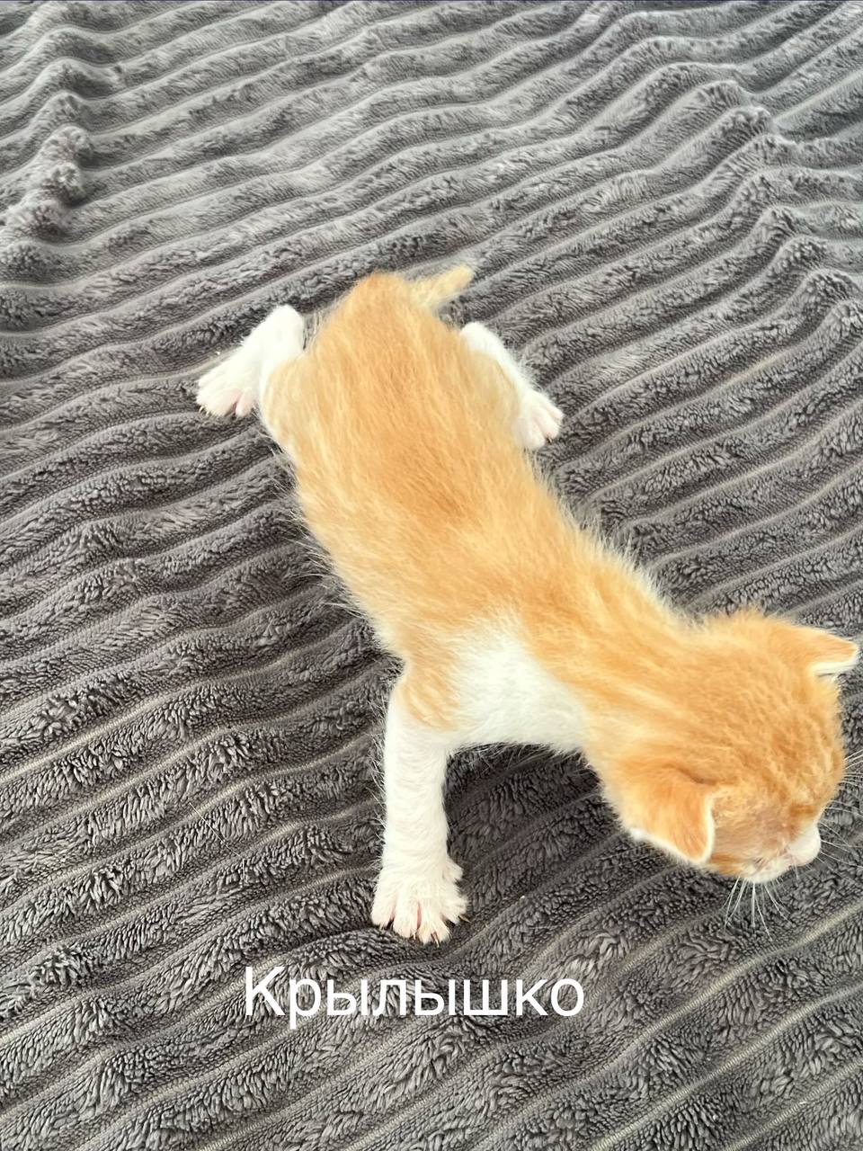 Kiš photo 5