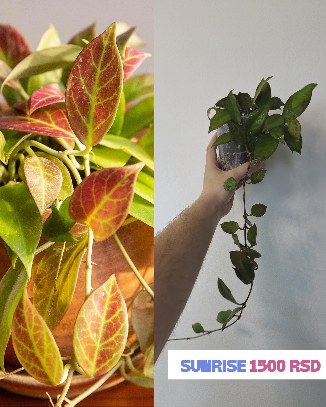 Цвеће photo 2