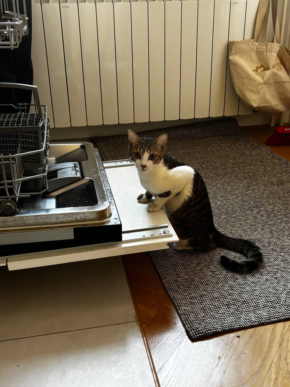 Margot photo 8