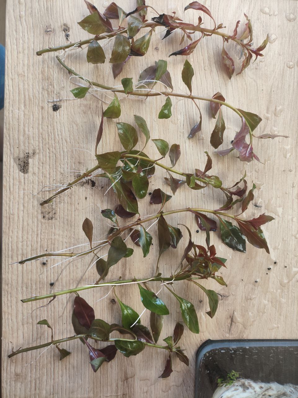 Akvariumske biljke