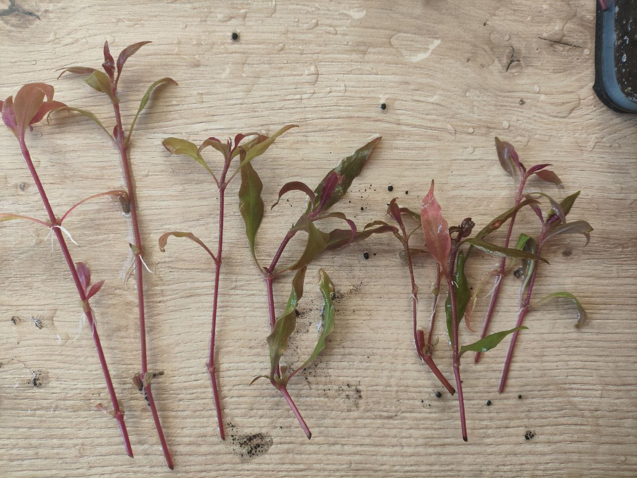 Akvariumske biljke photo 2
