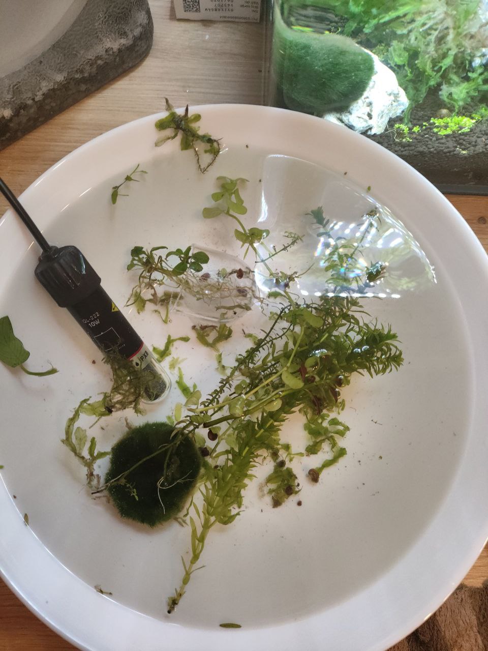 Akvariumske biljke photo 5