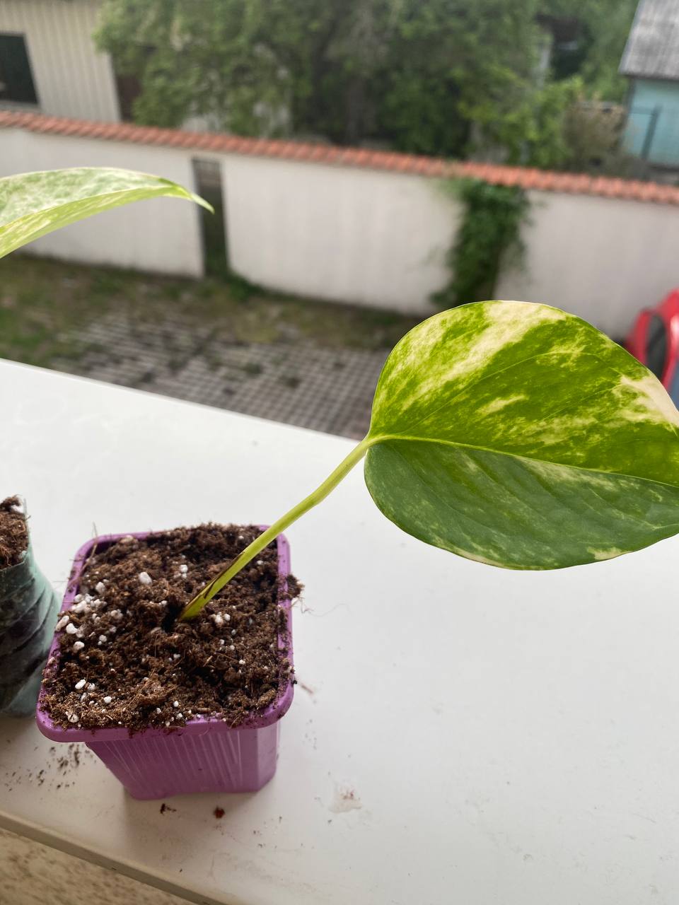 Scindapsus