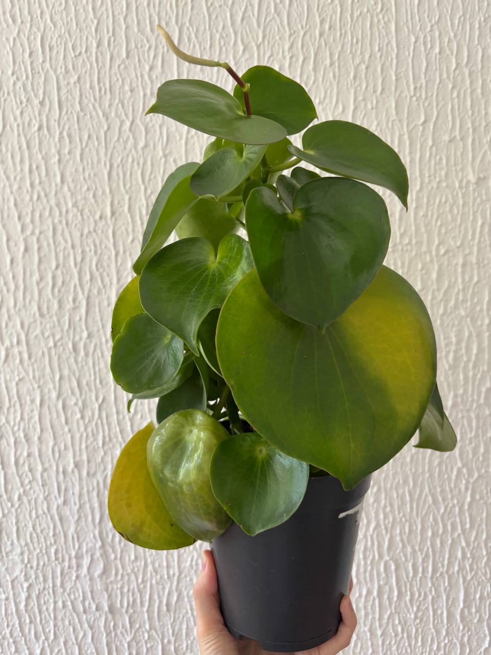 Perromia Randrop