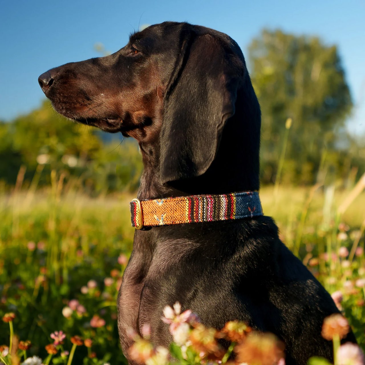 Collar photo 2