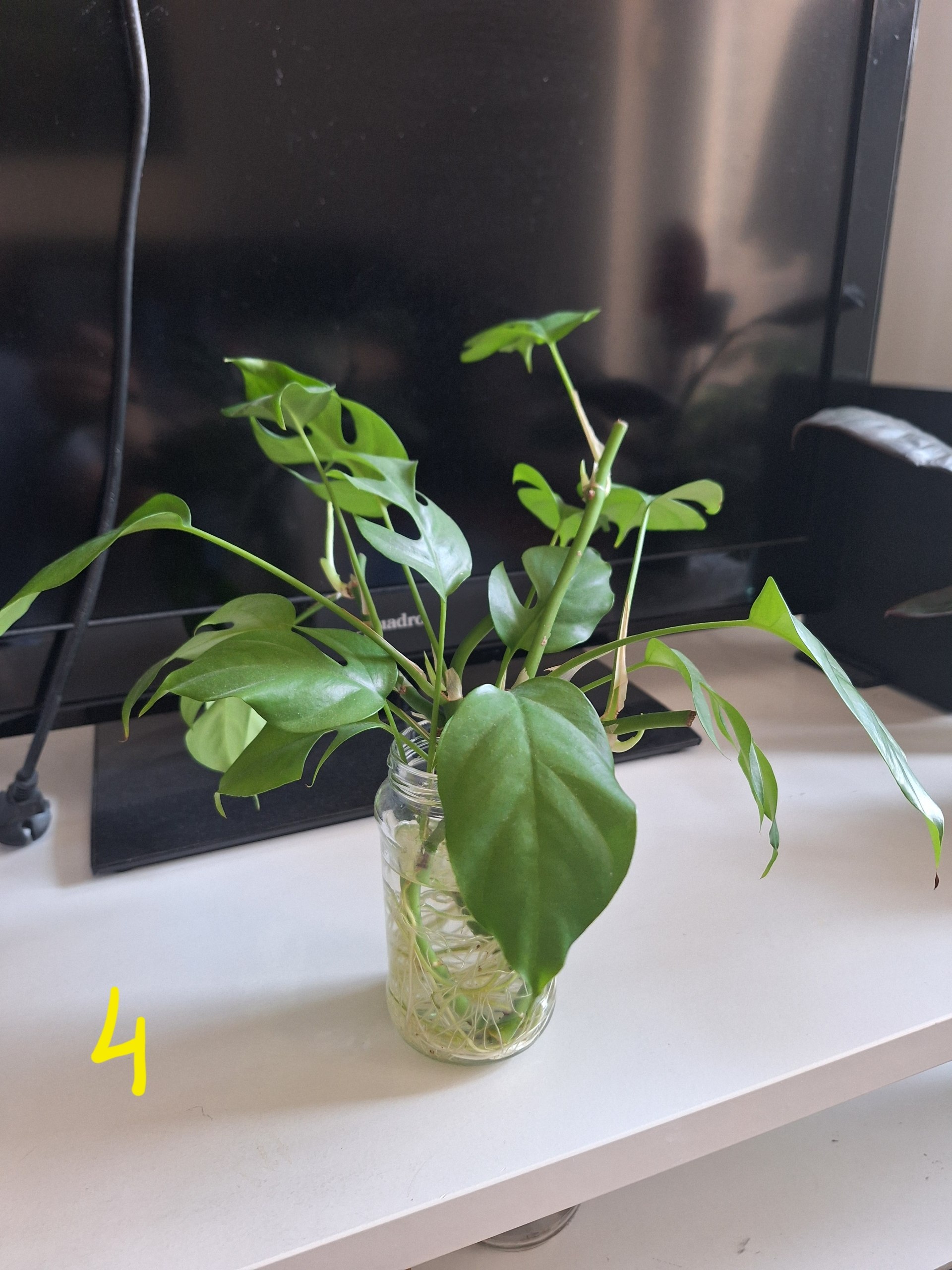 Рафидофора photo 2