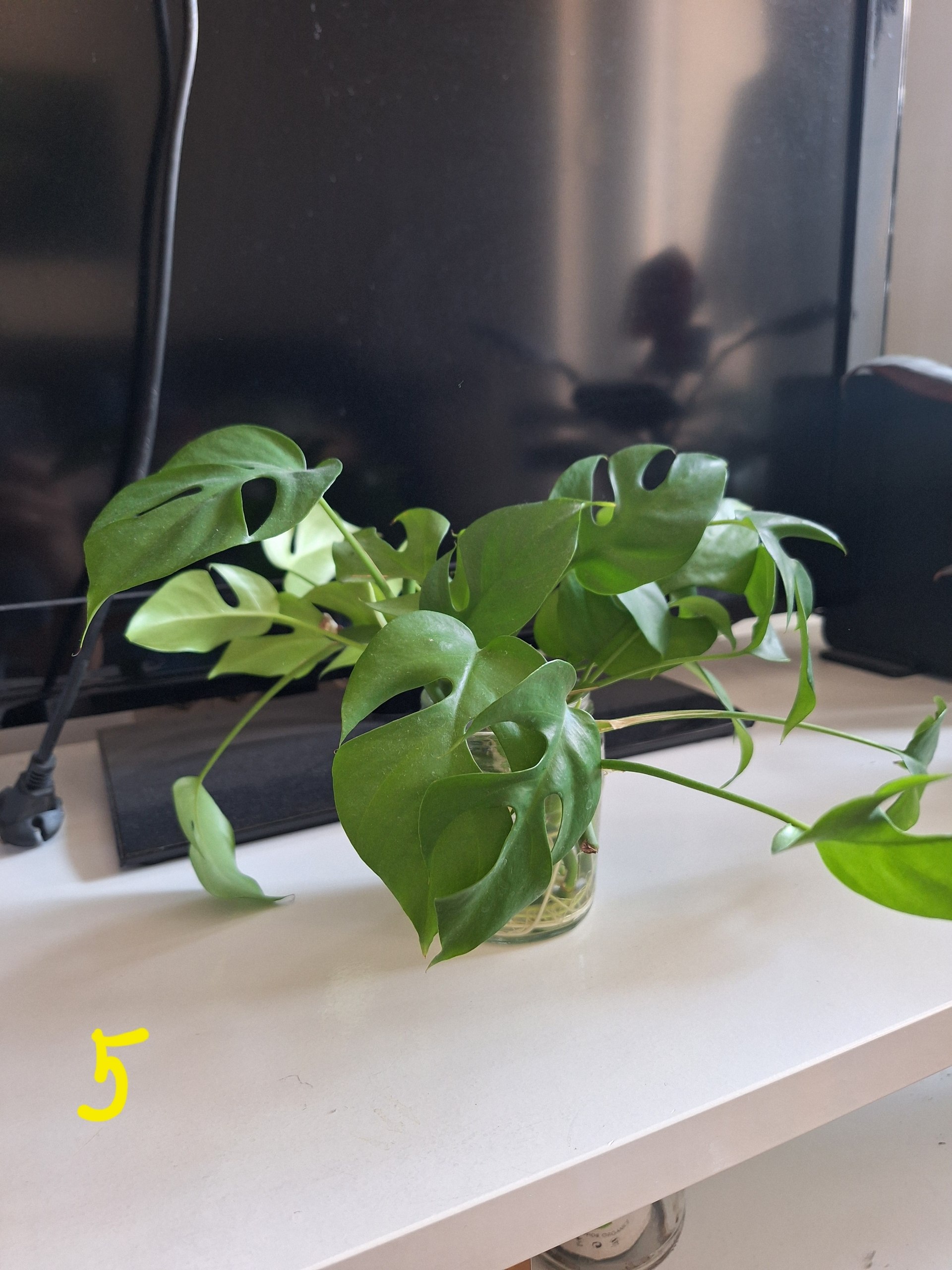 Рафидофора photo 3