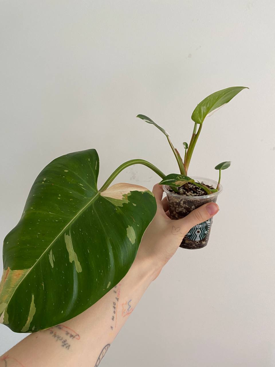 Filodendron Bela princeza photo 2