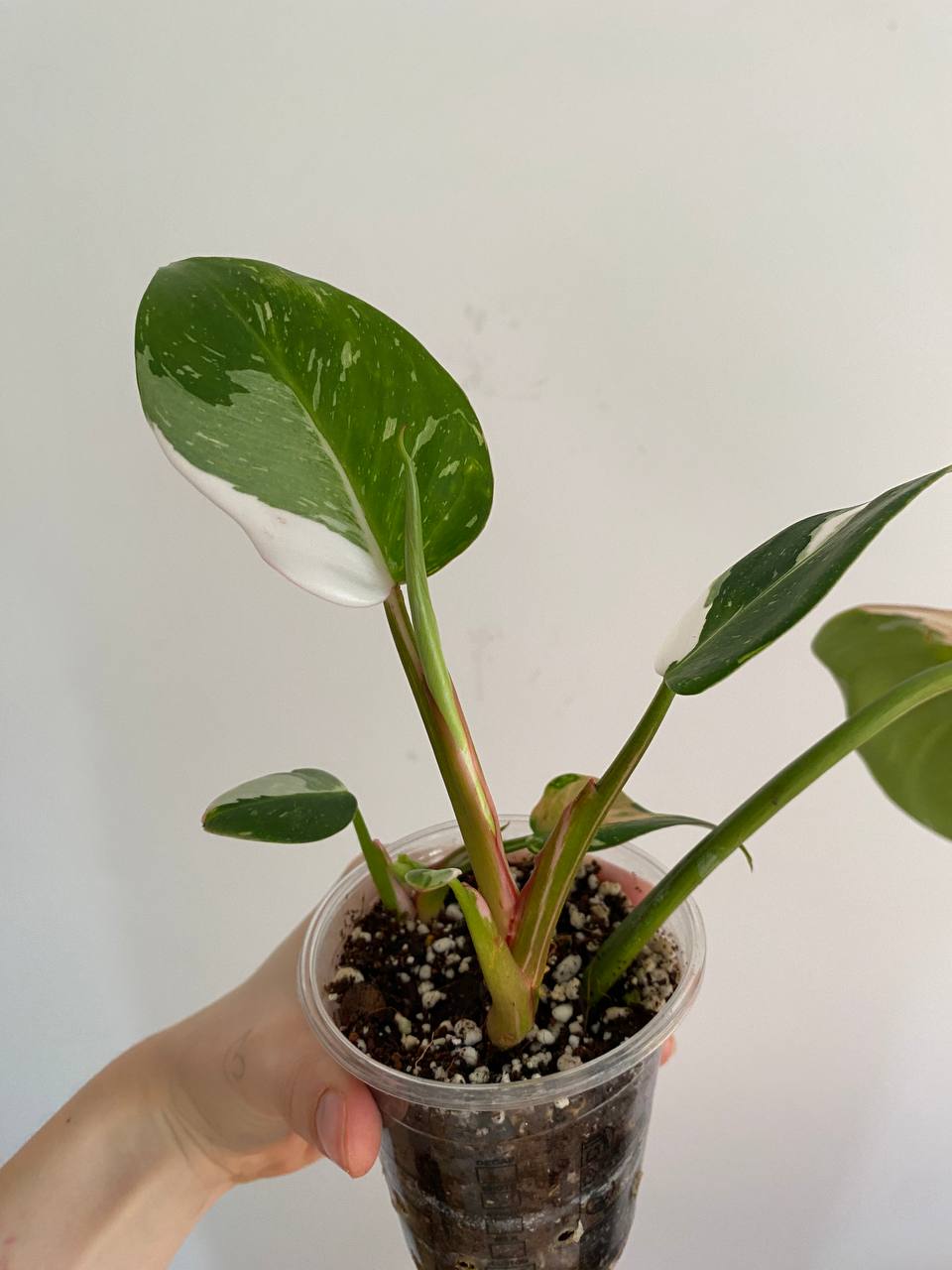 Filodendron Bela princeza
