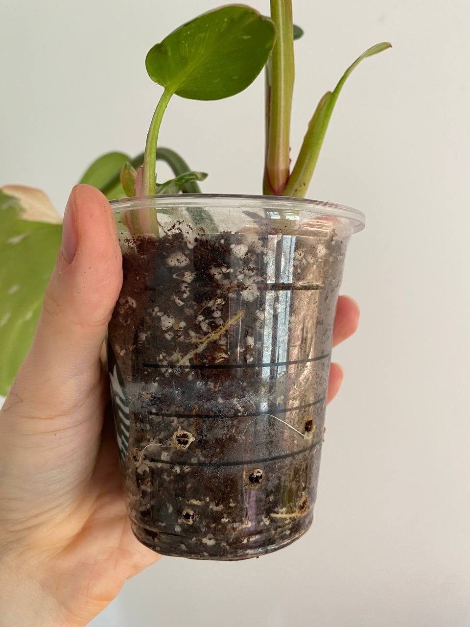 Filodendron Bela princeza photo 3