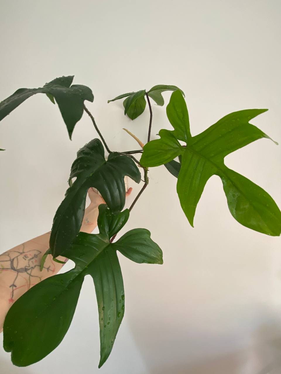 Filodendron Bela princeza photo 4