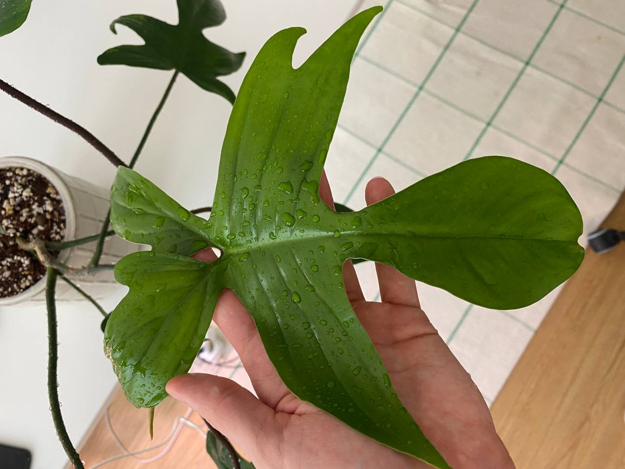 Florida fern