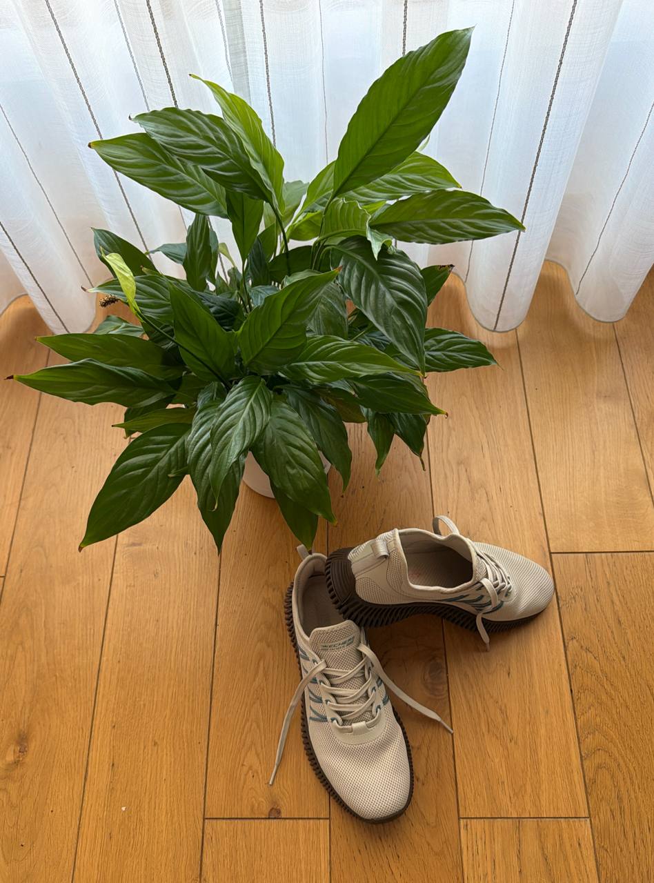 Skechers trenerke