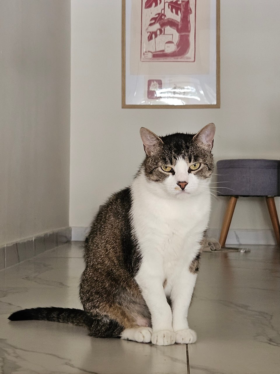 Бони (кошка) photo 4