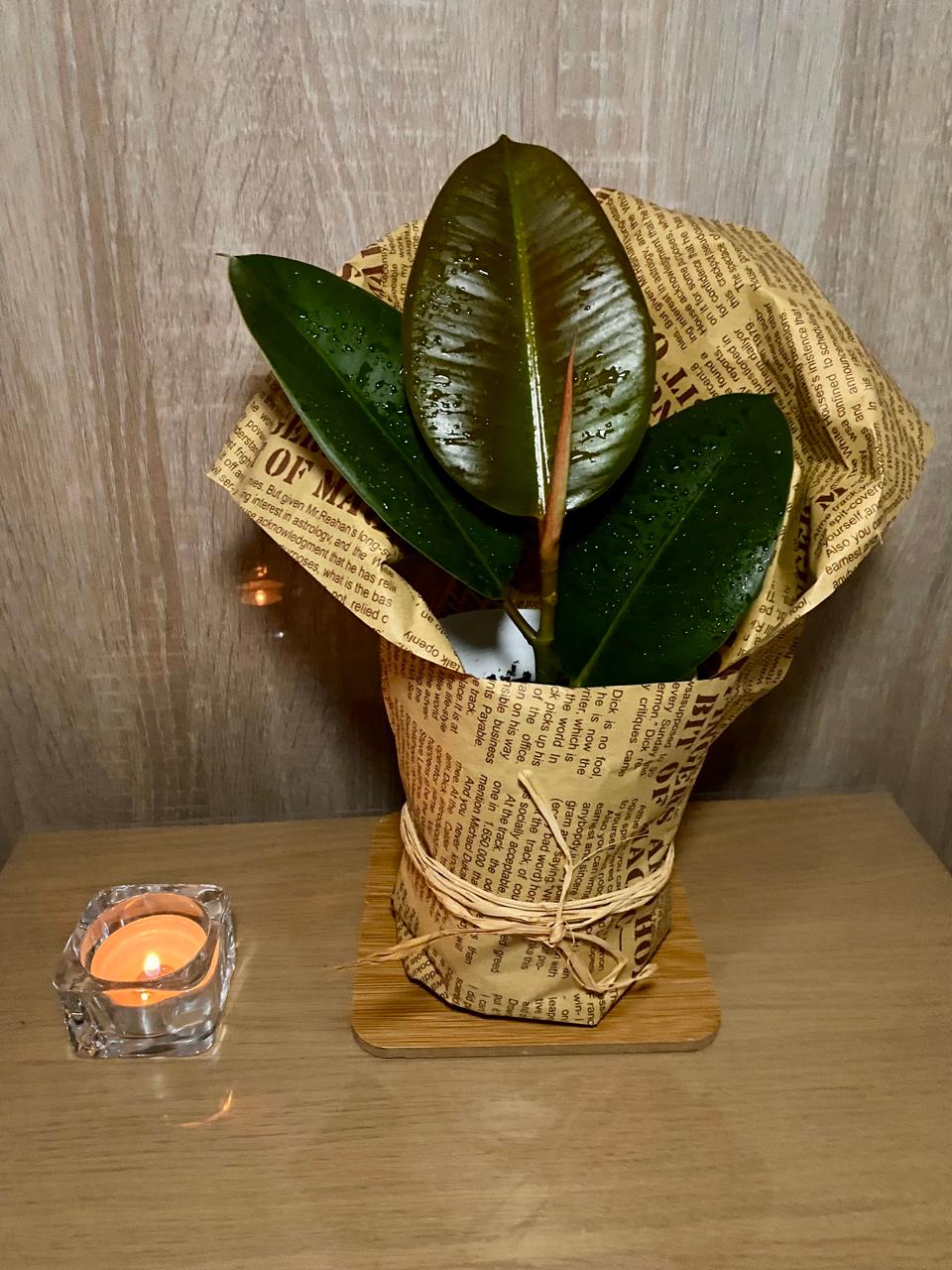 Rooted rubber fig (Ficus elastica)
