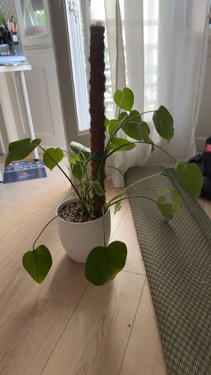 Monstera sa posađivačem