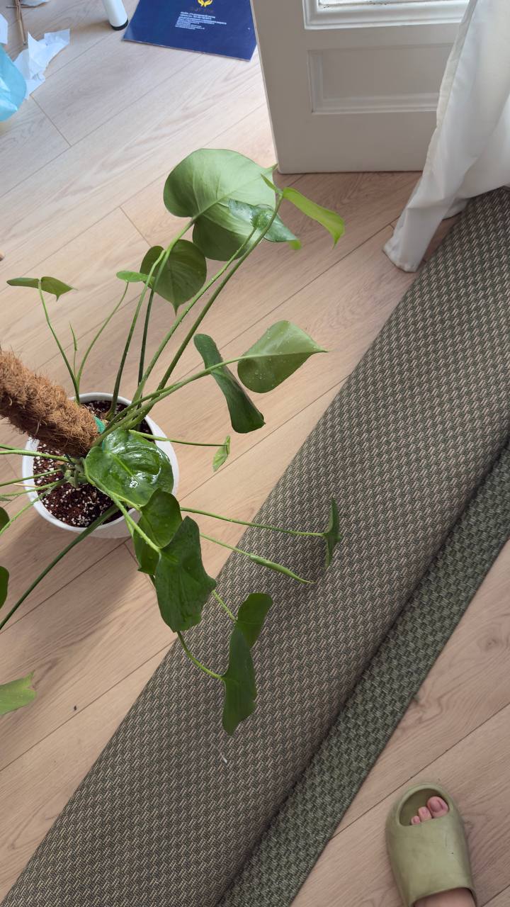 Monstera sa posađivačem photo 2