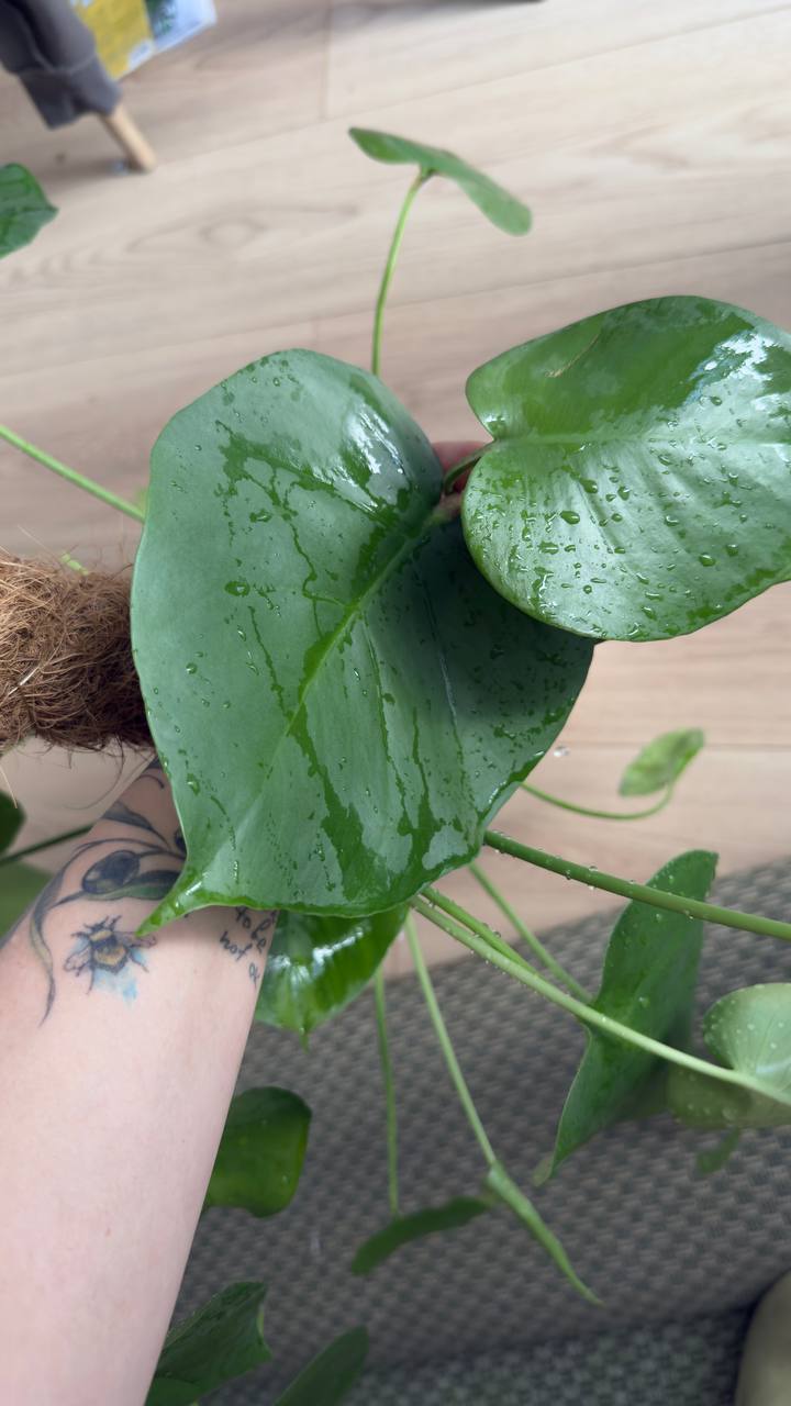 Monstera sa posađivačem photo 3