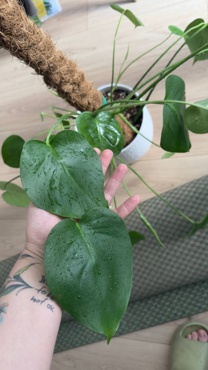 Monstera sa posađivačem photo 4